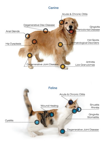 Area of body where K-Laser can be used on dogs and cats